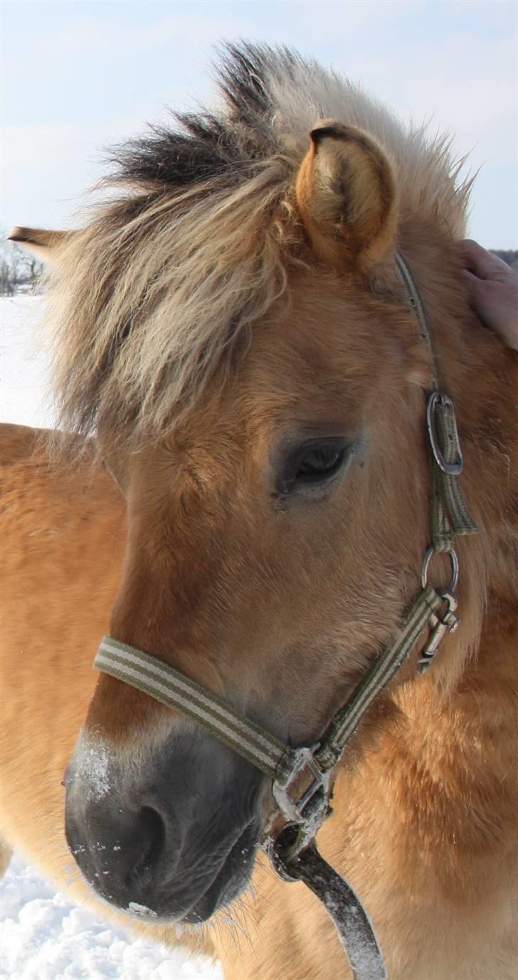 Anden særlig race Missel Anton *Solgt* - Foto : Christina Jakobsen billede 3
