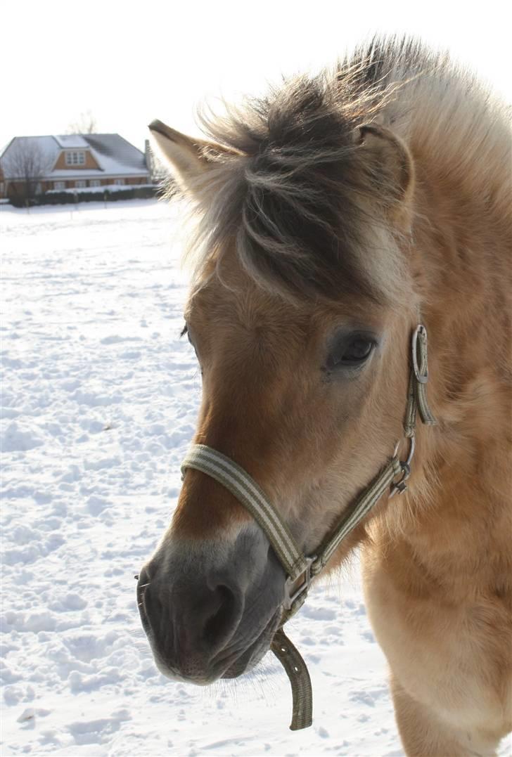Anden særlig race Missel Anton *Solgt* - Foto : Christina Jakobsen billede 4
