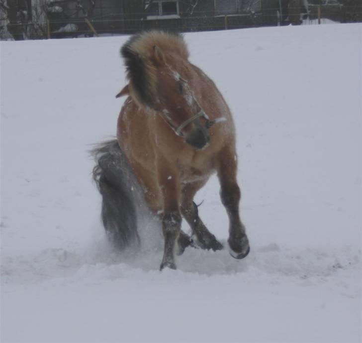 Anden særlig race Missel Anton *Solgt* - Foto : Christina Jakobsen billede 5