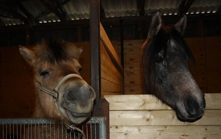 Anden særlig race Missel Anton *Solgt* billede 6