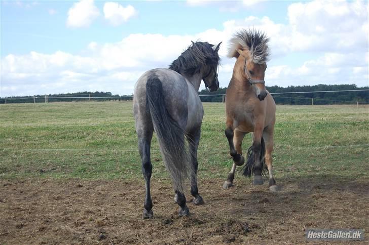 Anden særlig race Missel Anton *Solgt* billede 7