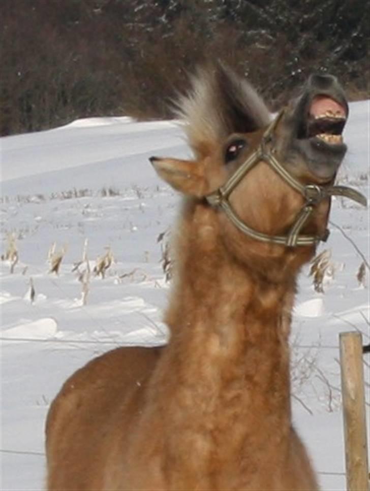 Anden særlig race Missel Anton *Solgt* - Foto : Christina Jakobsen billede 8