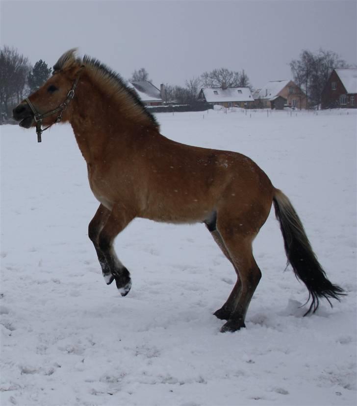 Anden særlig race Missel Anton *Solgt* - Foto : Christina Jakobsen billede 9