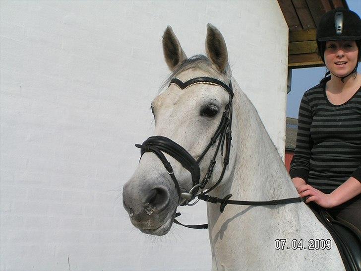 Dansk Varmblod Smilla af Lyngholt - opstillings billed foran egum.  billede 19