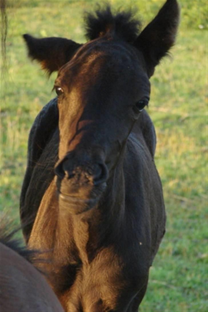 Islænder Pangæa billede 1