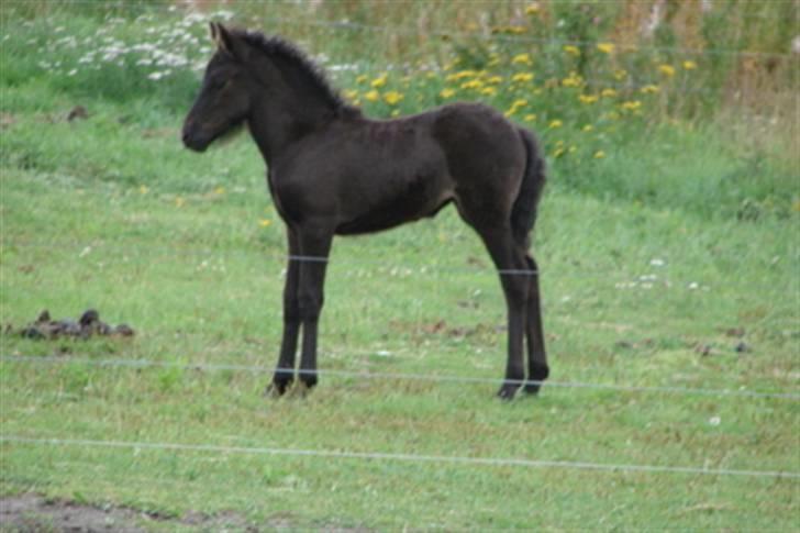Islænder Pangæa billede 2