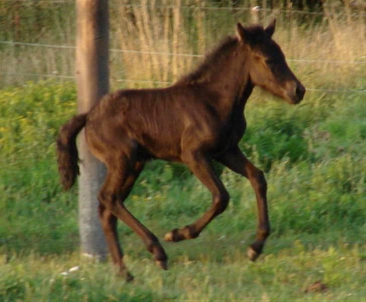 Islænder Pangæa billede 3