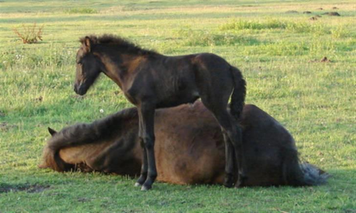Islænder Pangæa billede 4