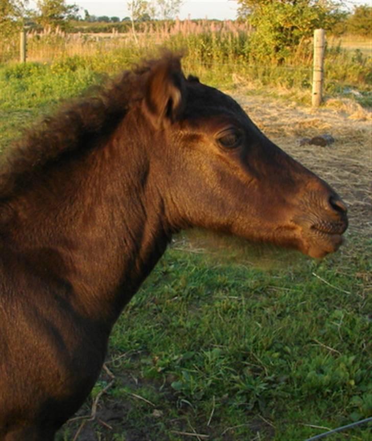 Islænder Pangæa billede 5