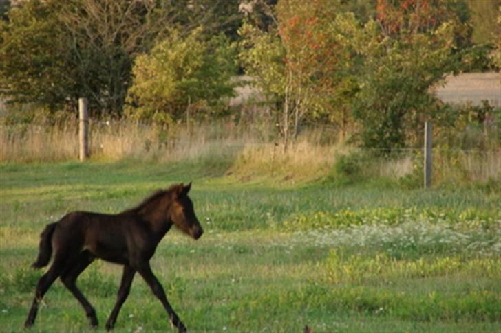 Islænder Pangæa billede 6