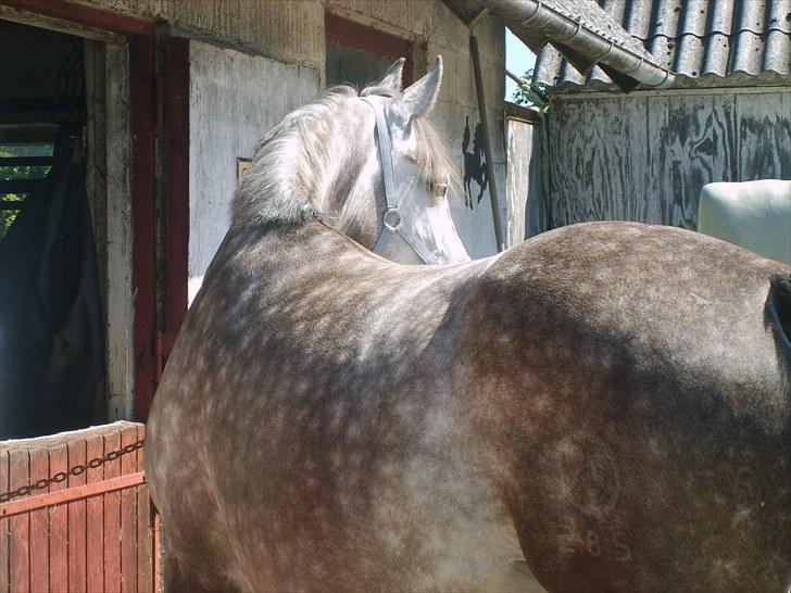 Anglo Araber (AA) Butterhill's Chasmine billede 3