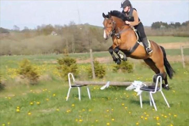 Anden særlig race Nygaards Beebob billede 11