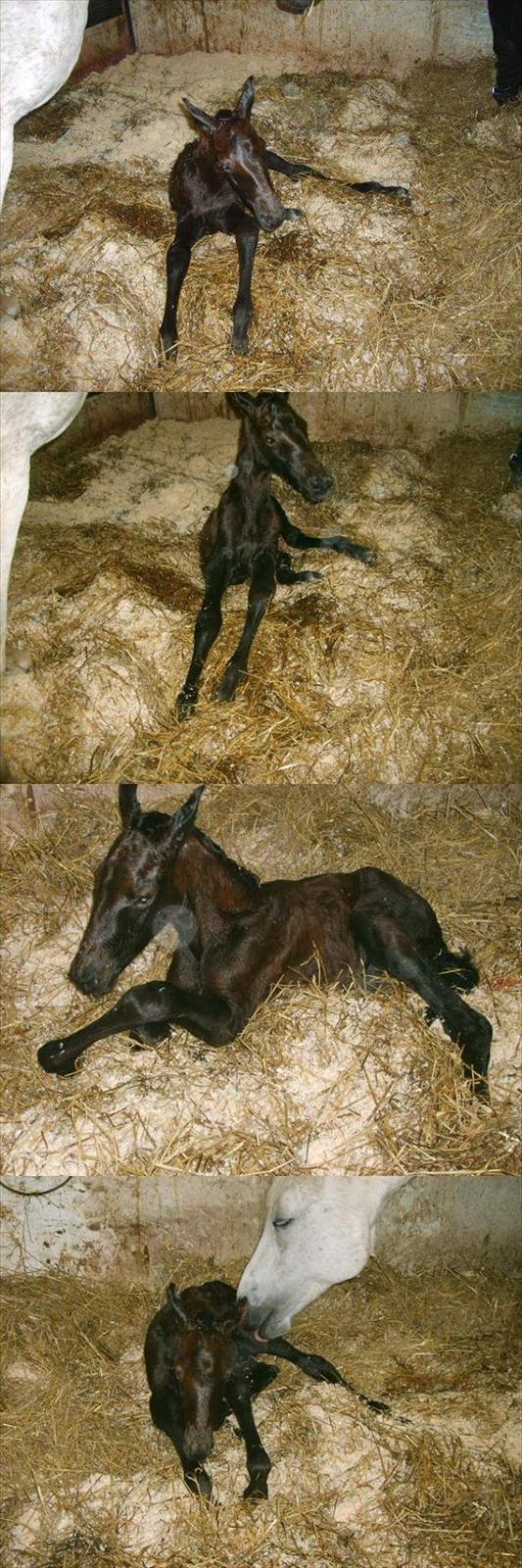 Anglo Araber (AA) Butterhill's Mon Chameur - Nyfødt lille prins<3 billede 14