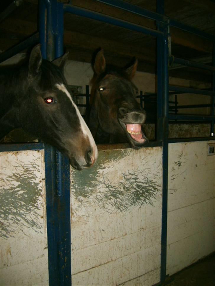 Anglo Araber (AA) Butterhill's Mon Chameur - Seee mine tændeeeer! .. Foto: Mig billede 13