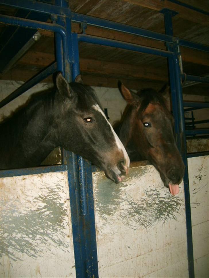 Anglo Araber (AA) Butterhill's Mon Chameur - <3 .. Foto: Mig billede 16