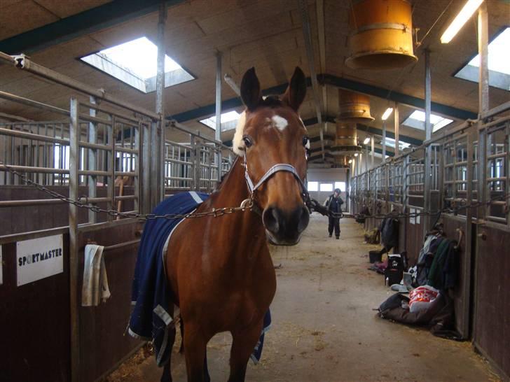 Tysk Sportspony Hazel *;  - næsten klar til stævne <3 billede 18