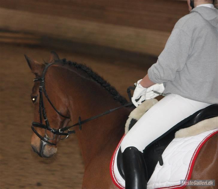 Tysk Sportspony Hazel *;  - opvarmning(: billede 19