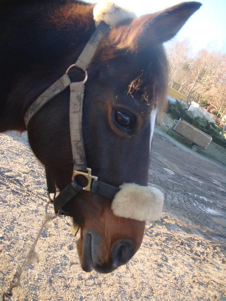 Anden særlig race Beauty  - En dejlig solskindsmorgen :D. - Billed af mig - billede 1