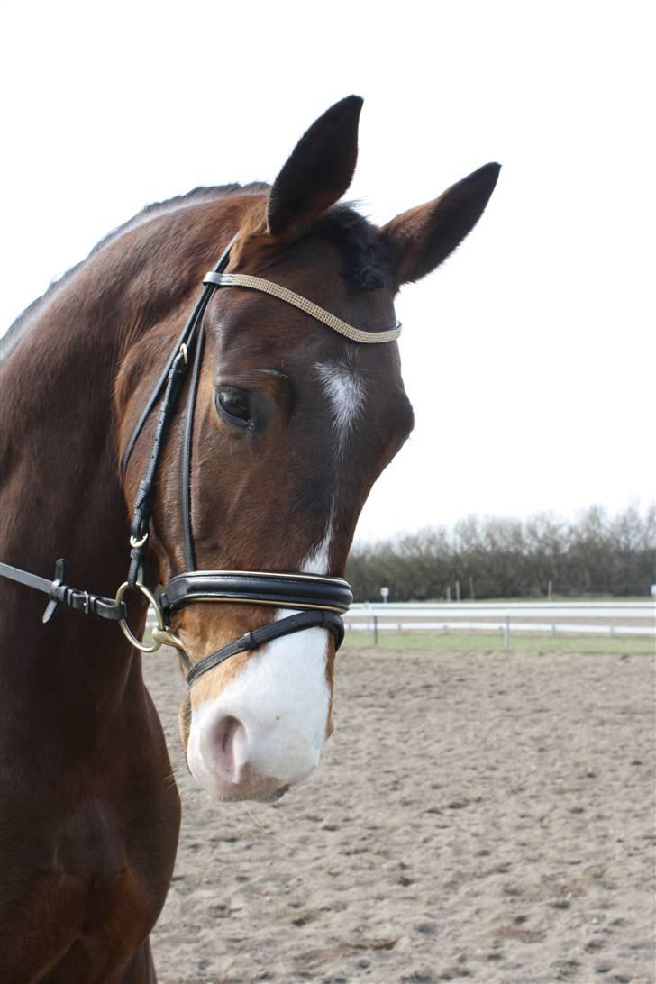 Trakehner Dalton - Solgt:') - Smukke dreng:I<3 billede 2