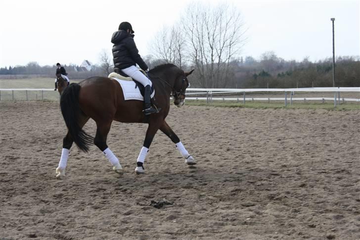 Trakehner Dalton - Solgt:') - Smuk og dejlig <3 billede 3