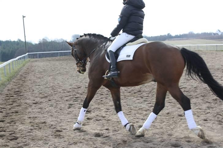 Trakehner Dalton - Solgt:') - Dalle´Valle<3 billede 4