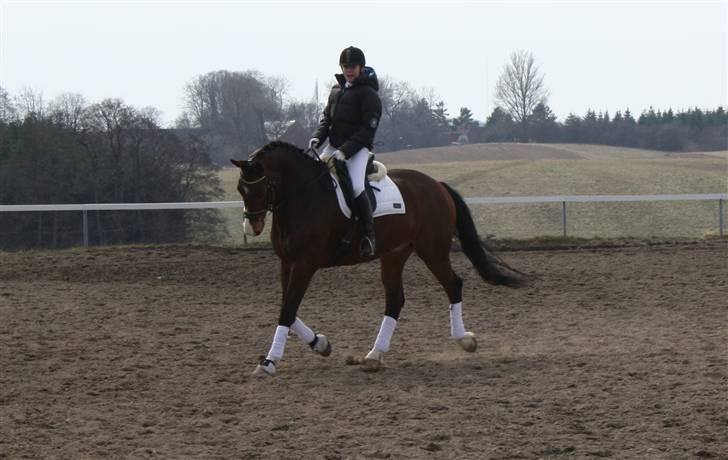 Trakehner Dalton - Solgt:') - ,,Se mig folkens!!" billede 5