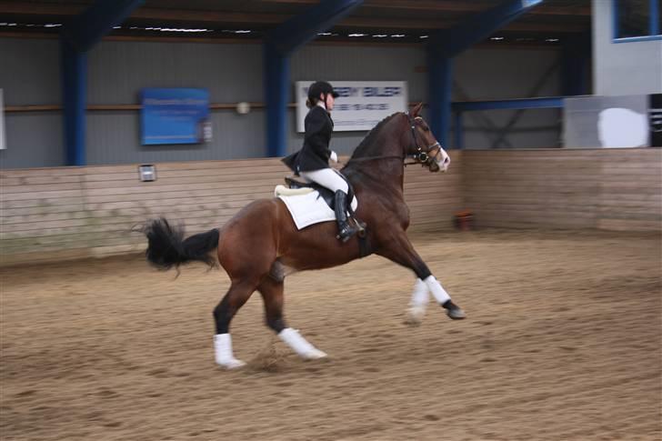 Trakehner Dalton - Solgt:') - Så er der fart over feltet gutter! tihiiiiiiii<3 billede 6