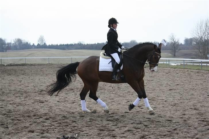 Trakehner Dalton - Solgt:') - Dejlige dalle! billede 7