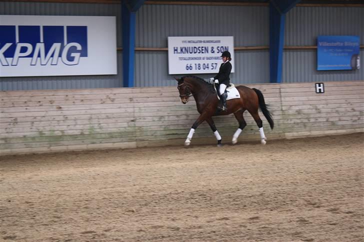 Trakehner Dalton - Solgt:') - Stæve:) billede 8