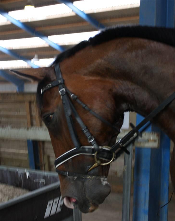 Trakehner Dalton - Solgt:') - Smuk som altid :) !! billede 9