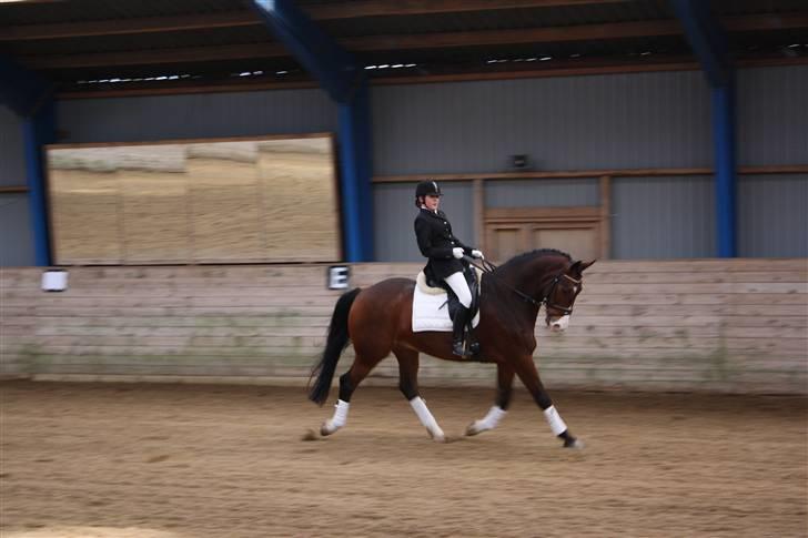 Trakehner Dalton - Solgt:') - Dejlige dreng<3 billede 10