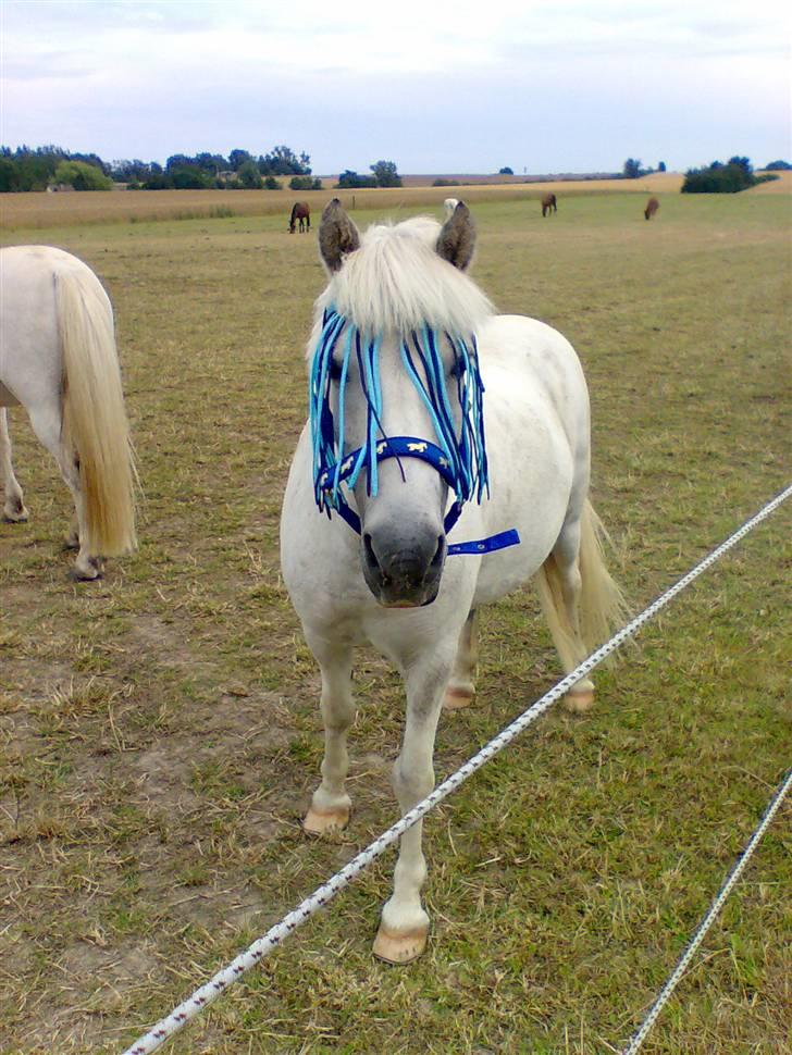 Anden særlig race Hermann:* - Hermann på døgn-fold <3 billede 15