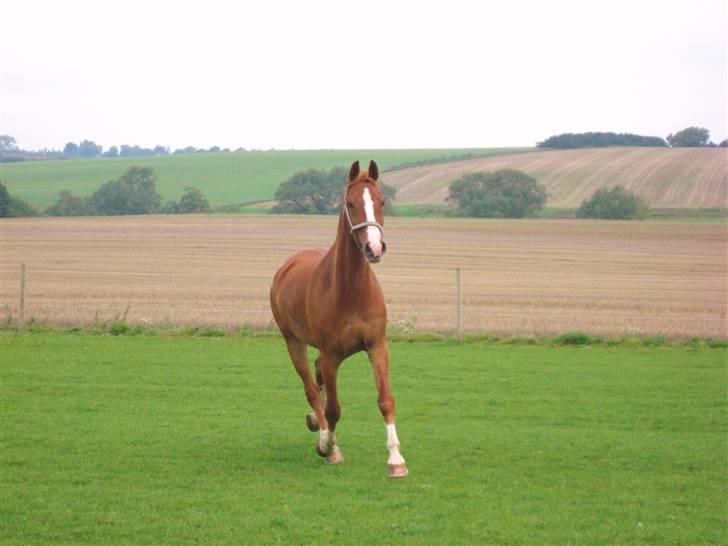 Frederiksborg Jupiter  billede 11