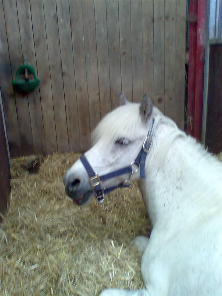 Anden særlig race Hermann:* - Min lille dreng ligger i sin boks <3 billede 16