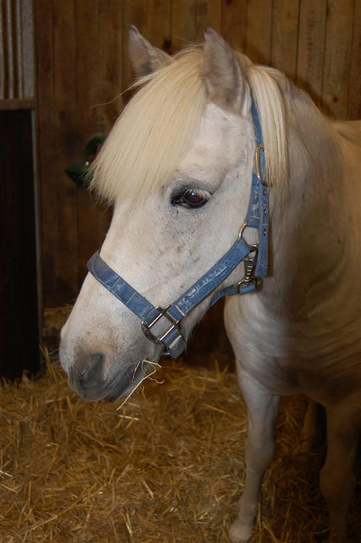 Anden særlig race Hermann:* - Min lille dreng! Har han ikke bare et sødt hoved? <3 billede 17
