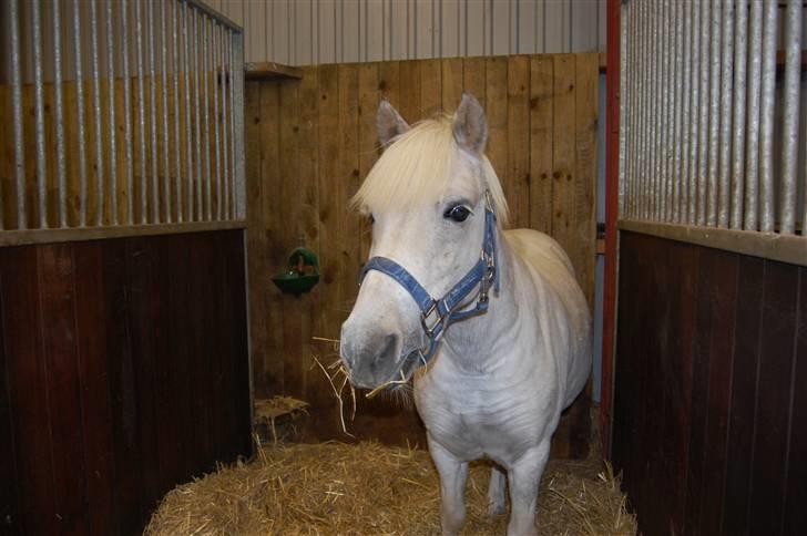 Anden særlig race Hermann:* - Min dreng står i sin boks<3 billede 18