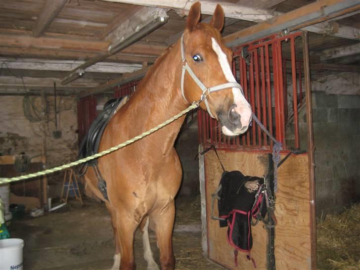 Frederiksborg Jupiter  billede 12