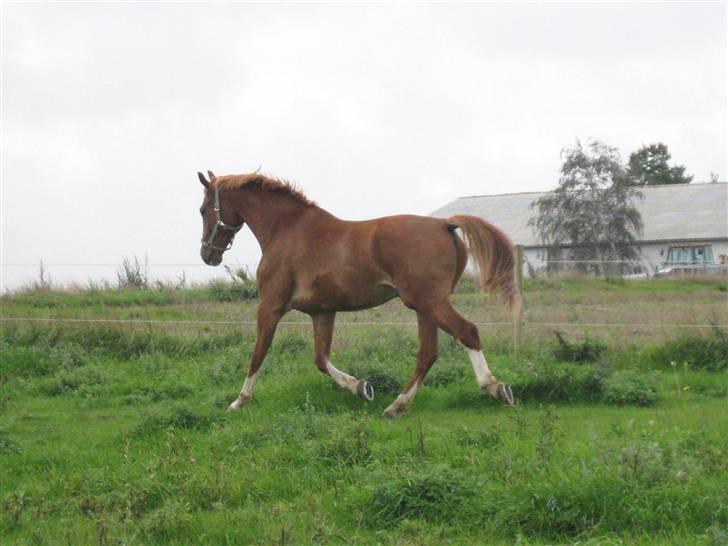 Frederiksborg Jupiter  billede 13