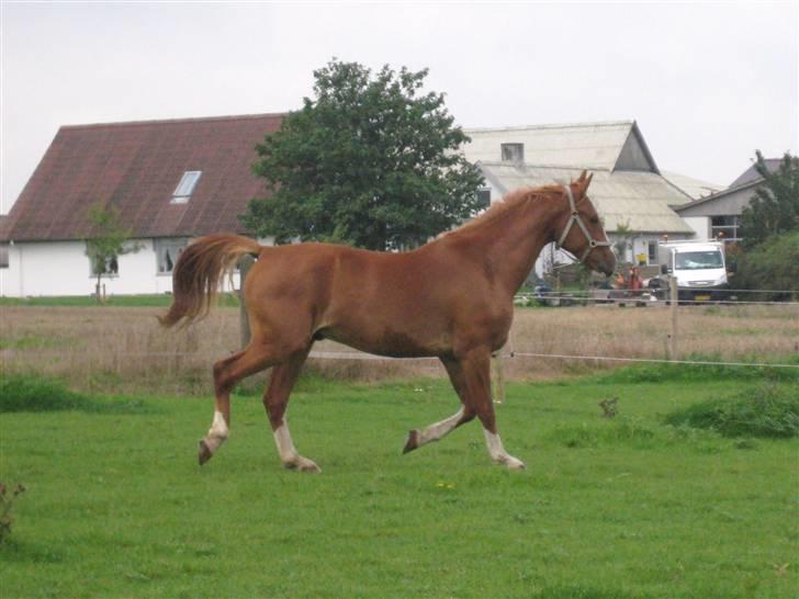 Frederiksborg Jupiter  billede 14