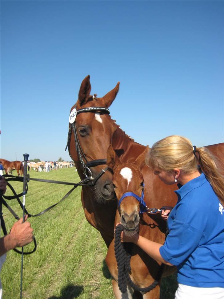 Frederiksborg Grethe Kolbe - Grethe og lille Cassiopeia på Roskilde Dyrskue  billede 8