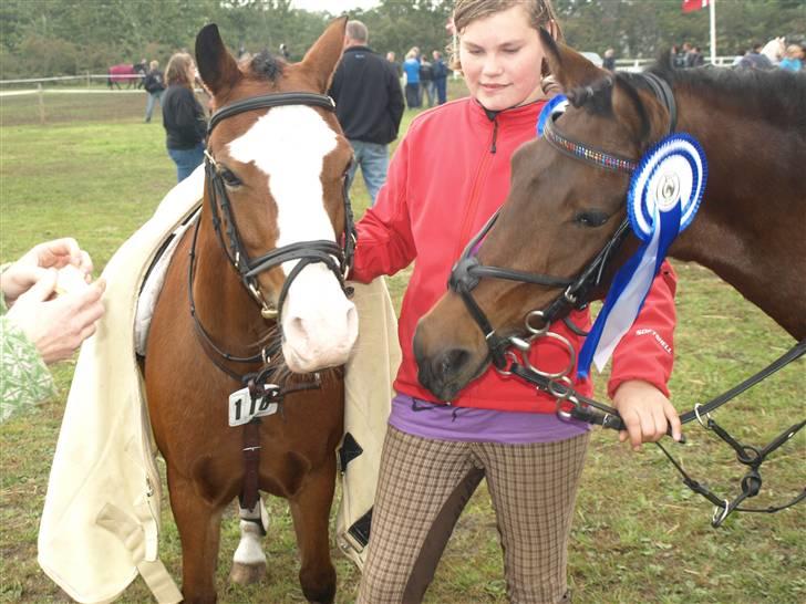 Welsh Pony (sec B) hip hop billede 9