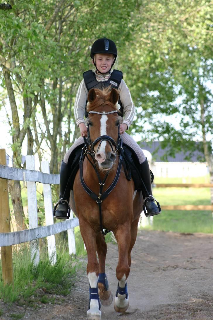 New Forest Kami - neej hvor er du frisk i dag:) billede 9