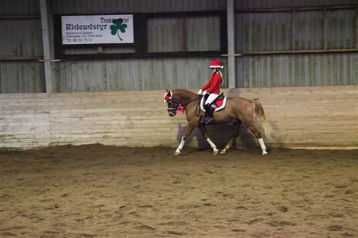 New Forest Kami - Julestæne LB kür 2009 det er min første LB billede 10