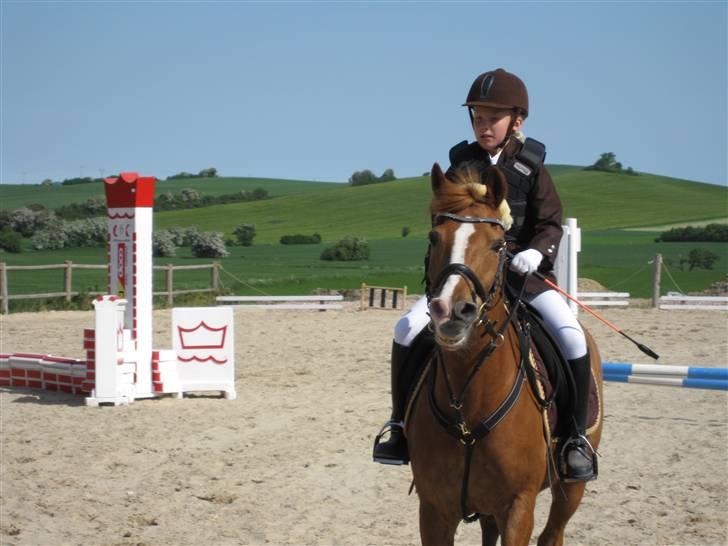 New Forest Kami - er vi klar kamse ? billede 12