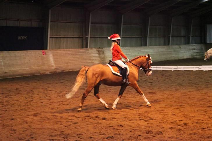 New Forest Kami - Julestæne LB kür 2009 det er min første LB  billede 13