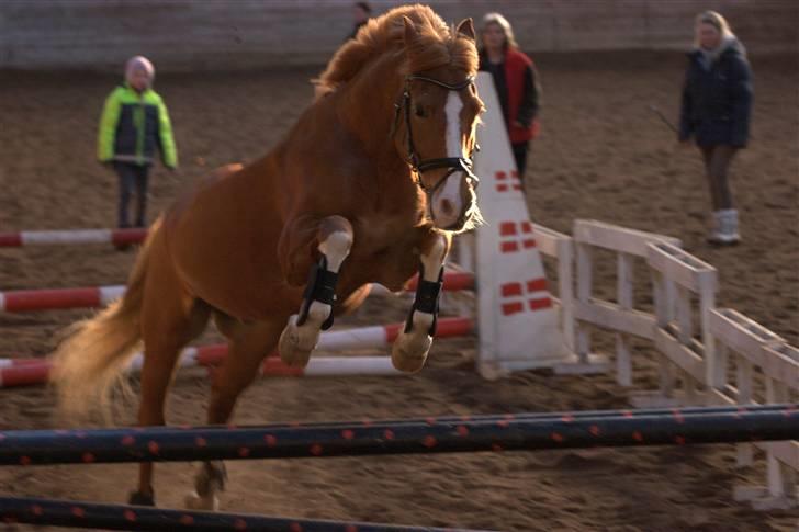 New Forest Kami - Løsspringning uh det er godt nok hot billede 17