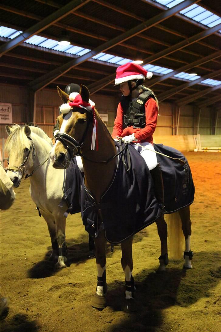 New Forest Kami - vinder af lille dressurpokal, klubmester 2009 billede 18