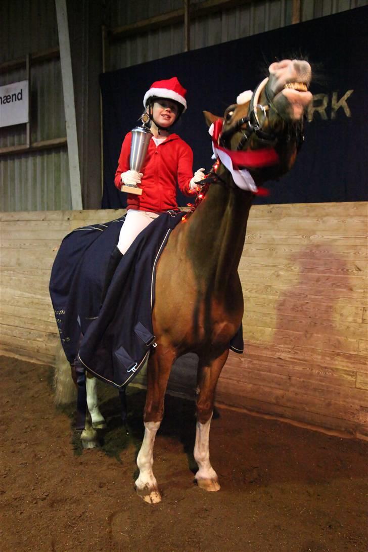 New Forest Kami - se hvor glad kamse er ! :) billede 20