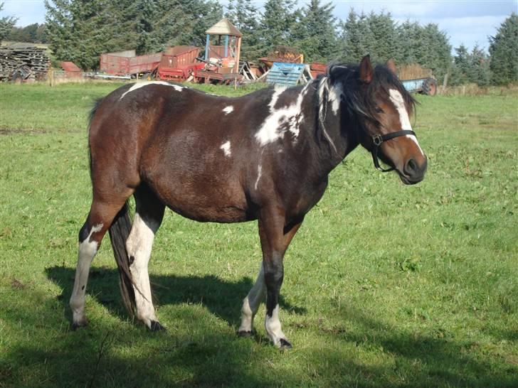 Pinto Secret Princess billede 5