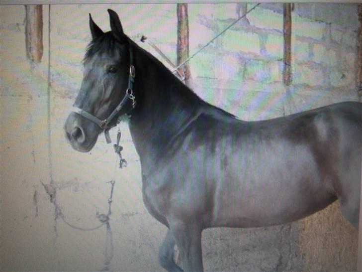 Frieser Miriam R.I.P. <3 - Efter mimse er kommet til als er det gået kanon for hende. hun stråler som aldrig før og nyder det i fylde drag. billede 8